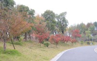 宁波慈溪森林公园 或终究成路人？