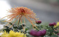 秋天的菊花
